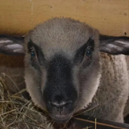 En Rondins Au Coeur De La Nature Avec Confort Moderne Pres De Strasbourg - Fr-1-589-228 * Le Saulcy