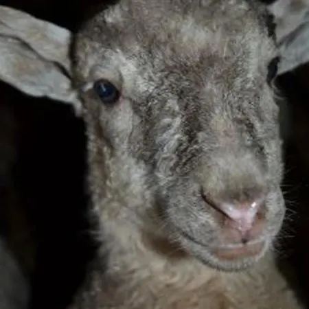 En Rondins Au Coeur De La Nature Avec Confort Moderne Pres De Strasbourg - Fr-1-589-228