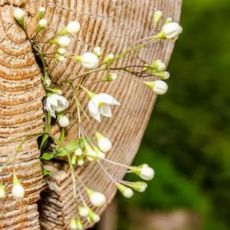 Ferienhaus En Rondins Au Coeur De La Nature Avec Confort Moderne Pres De Strasbourg - Fr-1-589-228 Le Saulcy